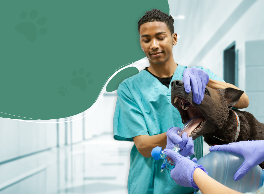 Veterinary simulation training